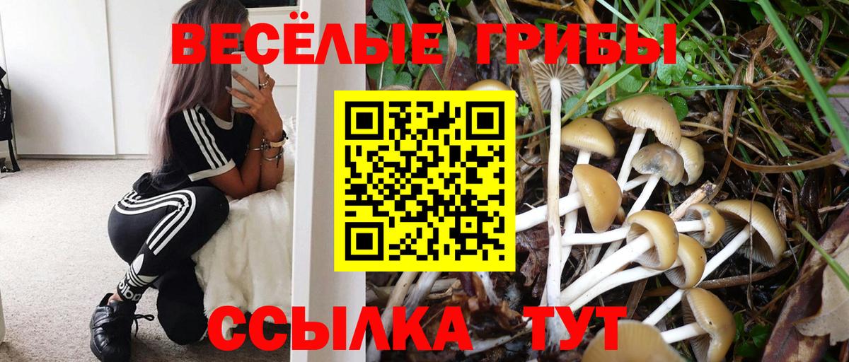 Псилоцибиновые грибы Psilocybe Лянтор